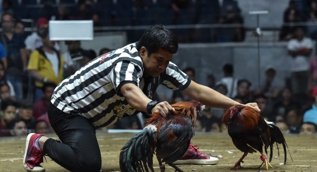 Các sới gà có gắn camera quay livestream nên người chơi có thể đặt cược đá gà cựa sắt 32Win trực tiếp