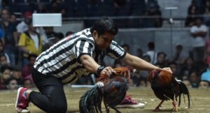 Các sới gà có gắn camera quay livestream nên người chơi có thể đặt cược đá gà cựa sắt 32Win trực tiếp